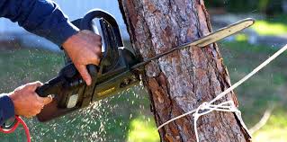 How Our Tree Care Process Works  in  Roland, AR